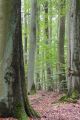 Popielice najbardziej lubią lasy bukowe (fot.D. Adamkiewicz/TVP)