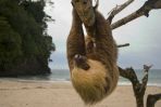 W Kostaryce Nela odwiedza ośrodek, do którego trafiają osierocone zwierzęta – wśród podopiecznych schroniska jest mały leniwiec. (fot. www.shutterstock.com)