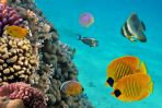 Nurkowanie u wybrzeży Dominikany to szansa na podejrzenie niezwykłej fauny i flory morskiej, ale także poszukiwanie tajemnic przy wraku statku. (fot. www.shutterstock.com)