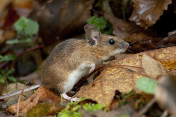 Myszy są typowymi nasionożercami (K. Zub)
