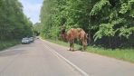 Camel takes stroll in northern Poland following zoo escape