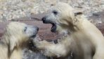 Warsaw says ‘bearwell’ to twin polar bears set for Prague