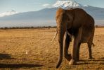 Uważa się, że już za 10 lat z Afryki znikną słonie – a wszystko przez niezwykle cenną kość, która czyni je celem kłusowników (fot. Bartosz Ciesielski)