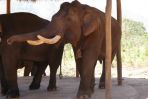 W Birmie zaprzyjaźnia się ze słoniami... (fot. www.shutterstock.com)