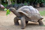 Nela poznaje także niesamowite zwierzęta z całego świata: ogromne, majestatyczne żółwie z Mauritiusu... (fot. www.shutterstock.com)