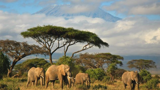 Kilimandżaro, safari na afrykańskiej sawannie i fantastyczne plaże – Kenia zachwyca każdego podróżnika (fot. shutterstock)