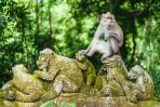 ...psotliwe makaki zamieszkujące Małpi Gaj na indonezyjskiej wyspie Bali... (fot. www.shutterstock.com)