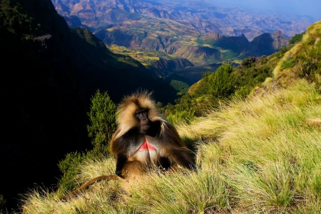 Góry Semien w północnej Etiopii są doskonałym miejscem na wyprawę dla poszukiwaczy niezapomnianych wrażeń. (fot. www.shutterstock.com)