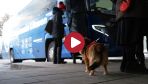 Rej. szyrwincki: miejscowości bez komunikacji autobusowej // Brak ustawy dotyczącej psów asystujących #14