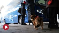 Rej. szyrwincki: miejscowości bez komunikacji autobusowej // Brak ustawy dotyczącej psów asystujących #14