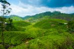 Równie bajkowo prezentuje się uprawa herbaty na Sri Lance. (fot. www.shutterstock.com)