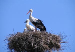 bocianie-gniazda-to-wielkie-konstrukcje-fot-alexbrudafotolia