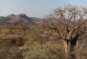 Wzgórza Kidero w Tanzanii, gdzie Hadza poszukują miodu. Fot. Claire Spottiswoode