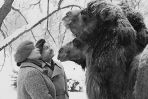 „Duże zwierzę” to produkcja, w której oprócz Jerzego Stuhra, partnerowały jej dwa wielbłądy (fot. TVP)