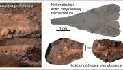 Vertebrate remains from Stryczowice. From the archive of publication authors.