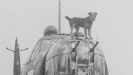 The Polish 305th Bomber Squadron mascot stands at Wellington’s front turret. Photo via WWII Polish Living History Group facebook page