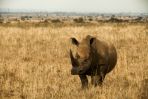 Zawrotne ceny osiąga też róg nosorożca  - handel nim to niezwykle dochodowy interes (fot. Bartosz Ciesielski)