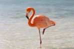 ...oraz smukłe boliwijskie flamingi, które w trakcie swojego życia zmieniają kolor z białego na różowy. (fot. www.shutterstock.com)