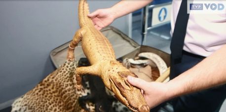 CITES - handel zagrożonymi gatunkami zwierząt i roślin