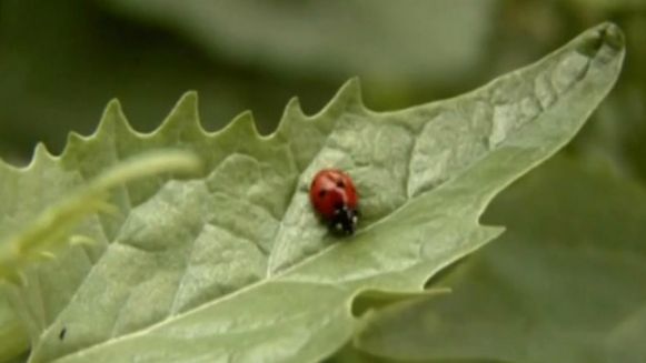 piosenka-na-kolorowe-lato