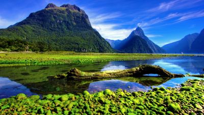 Natura w Jedynce  - U wybrzeży Nowej Zelandii cz. 2. Goat Island