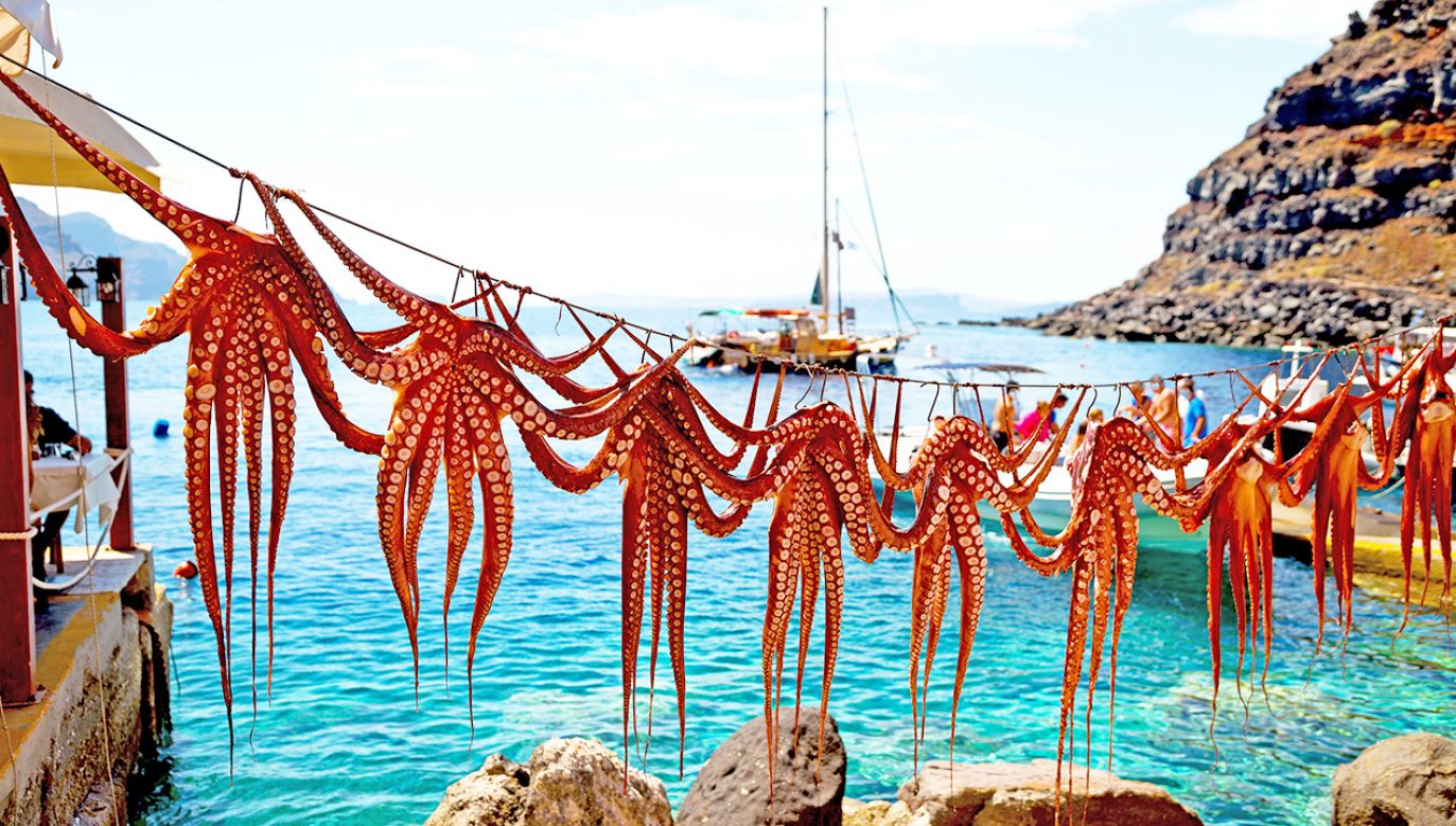 (fot. Shutterstock/lkpro)