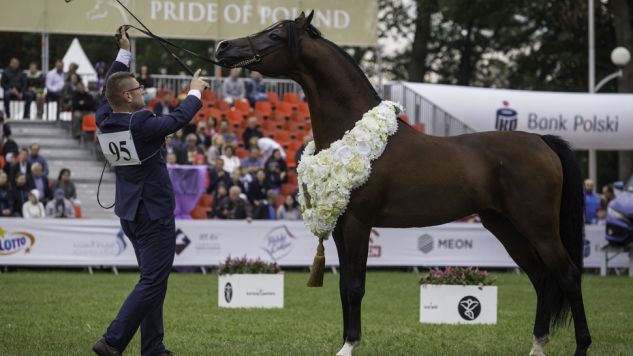 Najlepszy koń narodowego Pokazu Koni Arabskich – ogier Pogrom (fot. PAP/Wojciech Jargiło)
