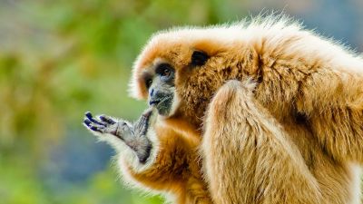 Nela Mała Reporterka, odc. 36 Poszukiwania gibonów