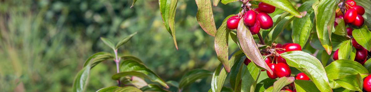 Słodki smak jesieni