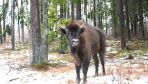 New European bison enclosure in Poland ready for visitors