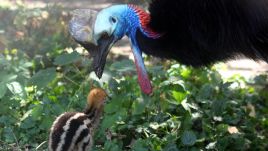 A southern cassowary chick. Photo: Ewa Jakowlew, Ptaszarnia Warszawskiego Zoo Facebook page