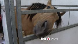 Wystawa koni w LITEXPO