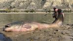 ‘Like something from another planet!’ Polish angler lands ‘monster’ fish in Spain