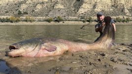 The colossal catfish weighed over 130 kilograms and measured a jaw-dropping 268 centimeters. Photo: Facebook/Michał Chełkowski 