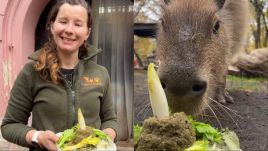 The treat was made of a carefully measured selection of celery, herbs, and soaked grass with a few nuts inside. Photo: Zoo Wrocław/ Facebook