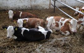 Nowe przepisy umożliwią m.in. dokonywanie w Polsce uboju w gospodarstwie bydła do 12. miesiąca życia w ramach produkcji mięsa na użytek własny (fot. arch. PAP/Tomasz Waszczuk)