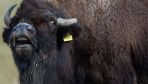 Polish conservationists shoot escapee bison, sparking outrage among hunters