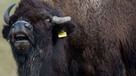 Illustrative photo: an American bison stands in a paddock near Zuehr, Germany, 3 March 2015. Photo: Jens Buettner via PAP