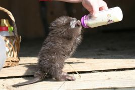 There are now almost 150 000 Eurasian beavers in Poland. Photo: Andrzej Czech