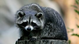 There are an estimated one million raccoons in Poland which could spread havoc in towns and cities, say experts. (Photo by: Christof Koepsel/Bongarts/Getty Images)