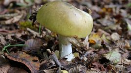 Death cap mushroom (https://commons.wikimedia.org/wiki/File:Amanita_phalloides_-_young.JPG)