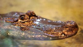 Marta the alligator doesn't let age stop her from starring in one of Poland's classic films. Photo by Płock zoo via Facebook