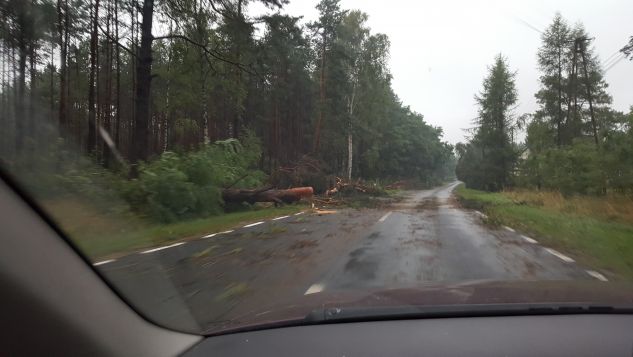 Powalone drzewa w Borach na trasie Legbąd - Tuchola (fot. Marcin Góral)