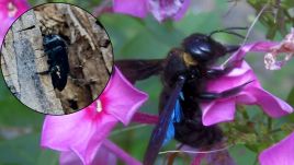 Black bees are a solitary species which means that they do not live in colonies or beehives. Photo: uwr.edu.pl, Wilhelm Zimmerling PAR via Wikimedia Commons