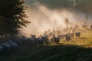 The trail is long and challenging for both the shepherds and the sheep. Photo: <a href=" https://www.facebook.com/profile.php?id=100064857841592" target="_blank"> Krystian Kiwacz </a> 