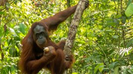 Orangutan, Fot. Shutterstock