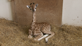 Pietruszka, a Baringo giraffe born in Warsaw Zoo in July. Photo: TVP World. 