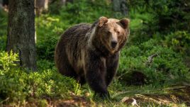 Brown bear. Photo via WWF Romania