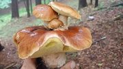 Another discovery prompted an outpouring of horror after a mushroom hunter posted a photograph of three mushrooms growing from the cap of another. (Photo: Lubuscy Łowcy Burz via Facebook