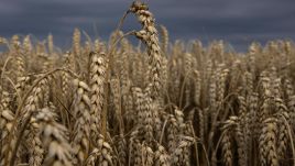 Wheat harvest in Ukraine. Photo: Paula Bronstein/Getty Images.